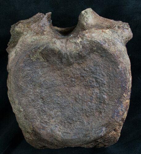 Hadrosaur Vertebra From Hell Creek Formation #8365